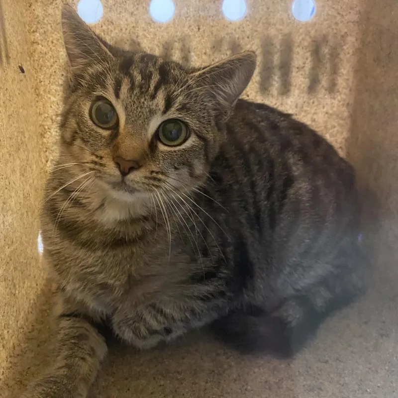 A baby small-sized female Brown / Chocolate Domestic Short Hair cat named 72755 for adoption in Harrisonburg, VA