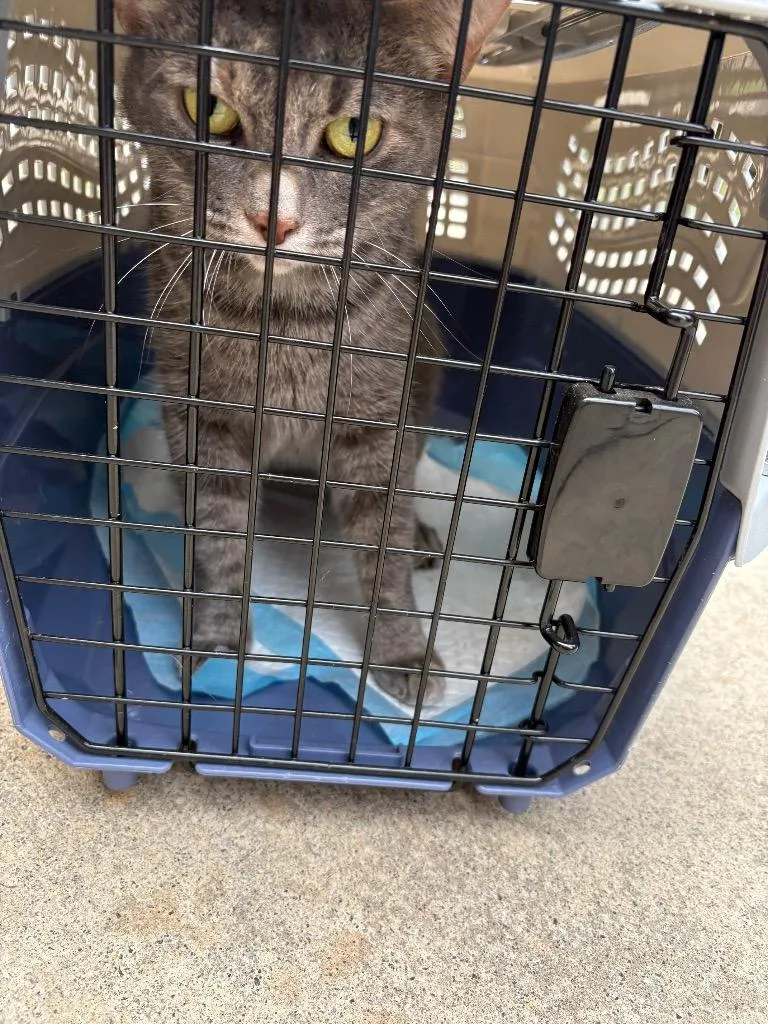 An adult medium-sized female Domestic Short Hair cat named Cami for adoption in Mocksville, NC