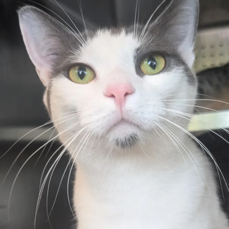 An adult large-sized male White Domestic Short Hair cat named Dart for adoption in Asheville, NC