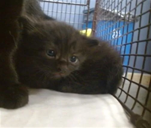 A baby small-sized male Domestic Short Hair cat named Aragon for adoption in Miami, FL