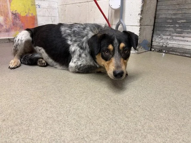 A young medium-sized male Australian Cattle Dog / Blue Heeler dog named Cooper for adoption in San Bernardino, CA