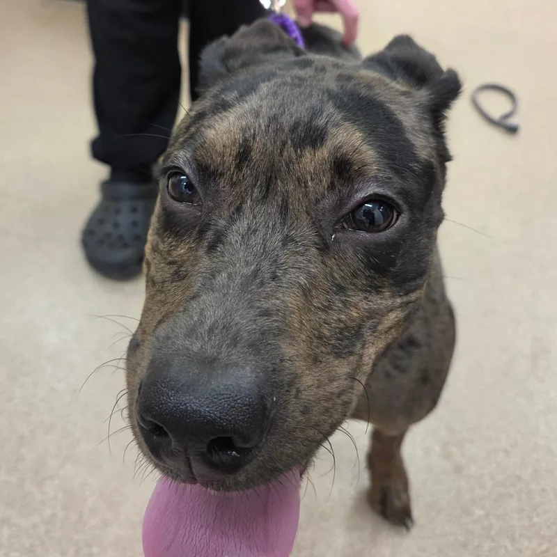 A baby medium-sized female Black Catahoula Leopard Dog dog named Nala for adoption in Zanesville, OH
