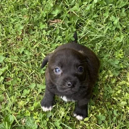 A baby small-sized male Pekingese dog named Oak for adoption in Wilkesboro, NC