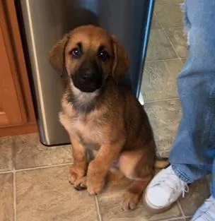 A baby medium-sized male Retriever dog named Maverick for adoption in Aurora, IL