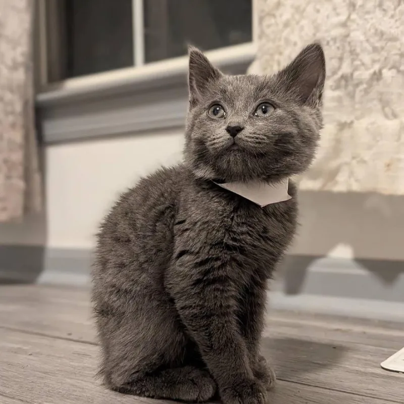 Protector Of The Realm