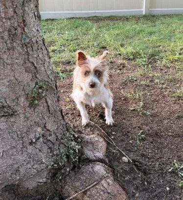A young small-sized male Terrier dog named Doobie for adoption in Bellaire, MI