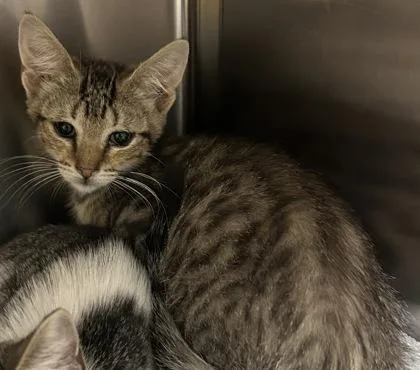 A young small-sized male Domestic Short Hair cat named Ares for adoption in Phoenix, AZ