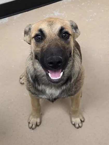 An adult small-sized female Shepherd dog named Evie for adoption in Phoenix, AZ