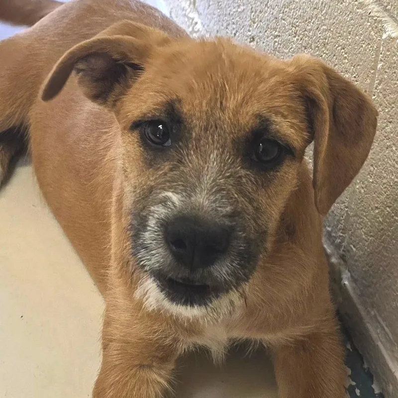A baby small-sized male Brown / Chocolate Terrier dog named Machu for adoption in Wickenburg, AZ