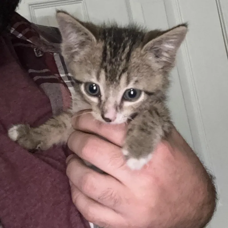 A baby small-sized male Gray / Blue / Silver Domestic Short Hair cat named Juniper for adoption in Tupelo, MS
