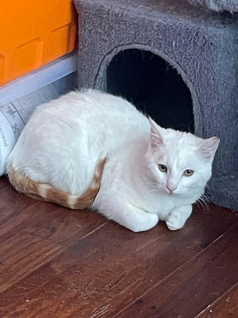 A baby medium-sized male Domestic Short Hair cat named Ringo for adoption in Ogden, UT