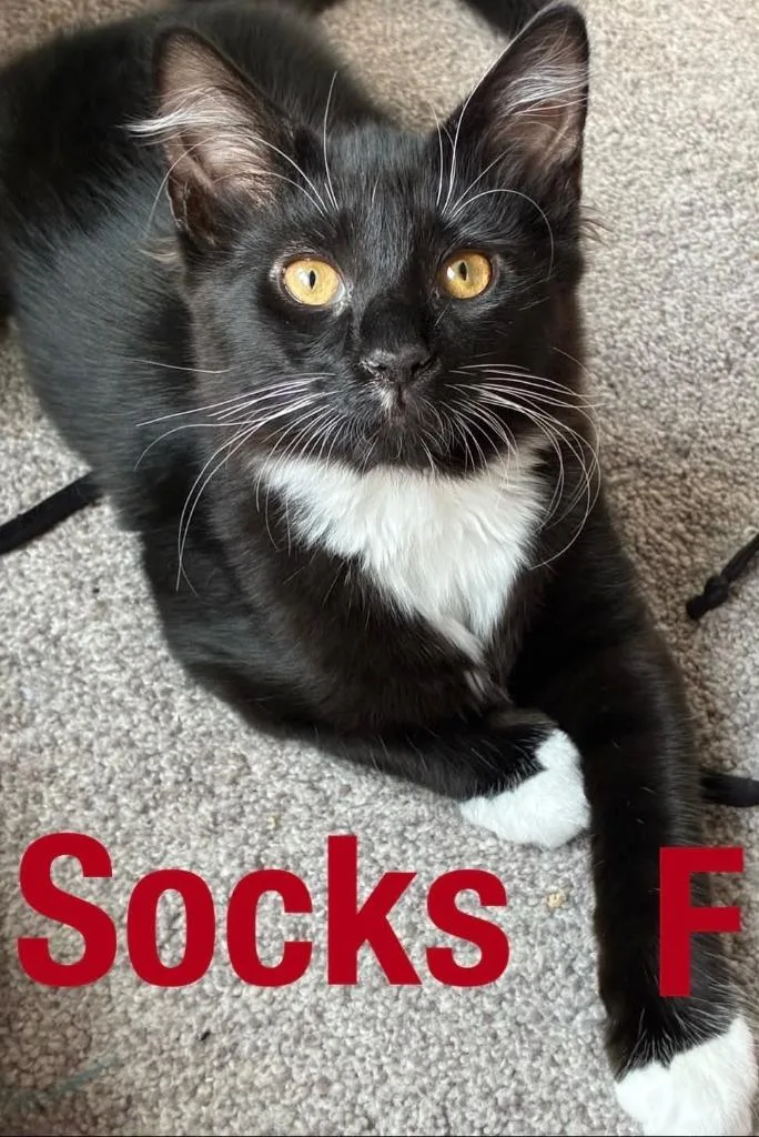 A baby small-sized female Domestic Short Hair cat named Socks for adoption in Darien, GA