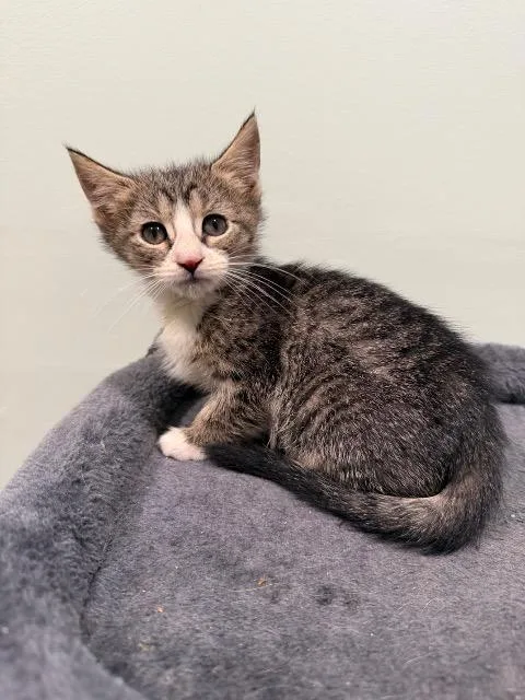 A baby medium-sized female Domestic Short Hair cat named Noi for adoption in Pawtucket, RI