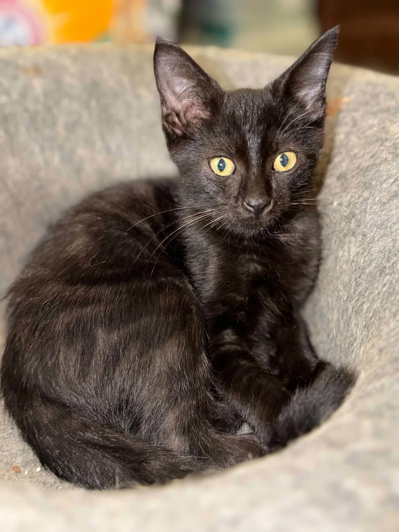 A baby small-sized male Domestic Short Hair cat named Binx C Austin for adoption in Saunderstown, RI