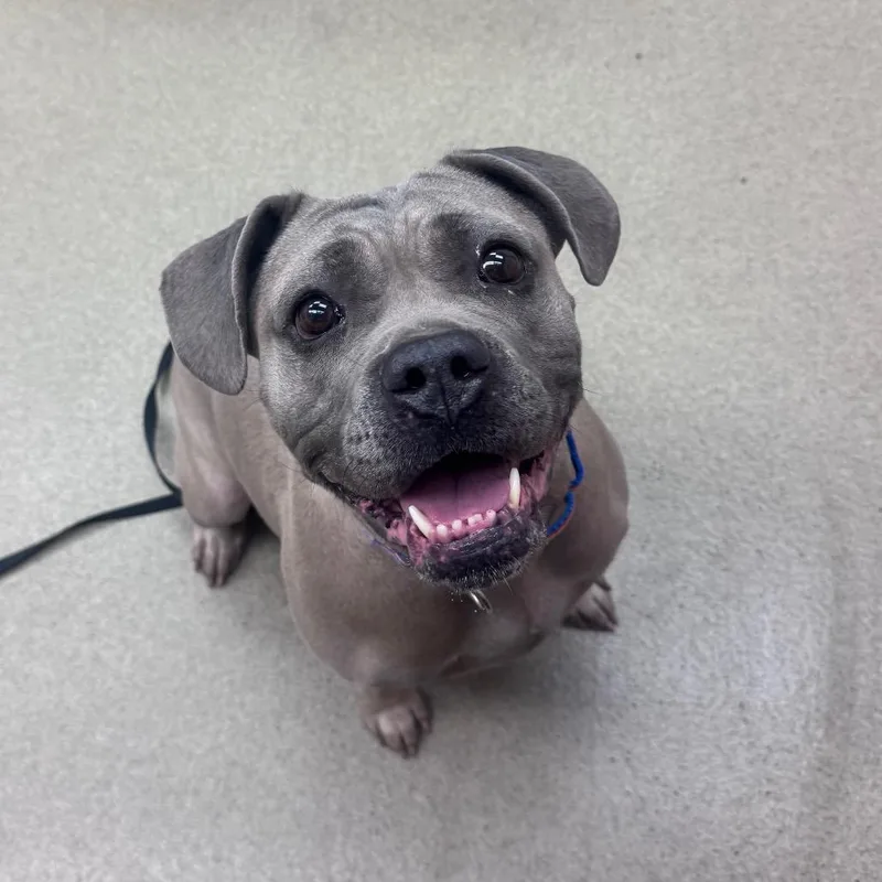 An adult large-sized female Gray / Blue / Silver Boxer dog named Gloria for adoption in Birdsboro, PA