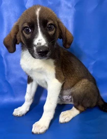 A baby large-sized female Anatolian Shepherd dog named Delaney for adoption in Morton Grove, IL