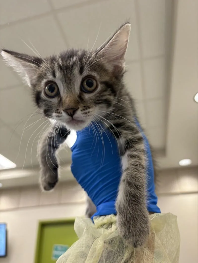 A baby small-sized female Domestic Short Hair cat named Raspberry for adoption in Las Vegas, NV