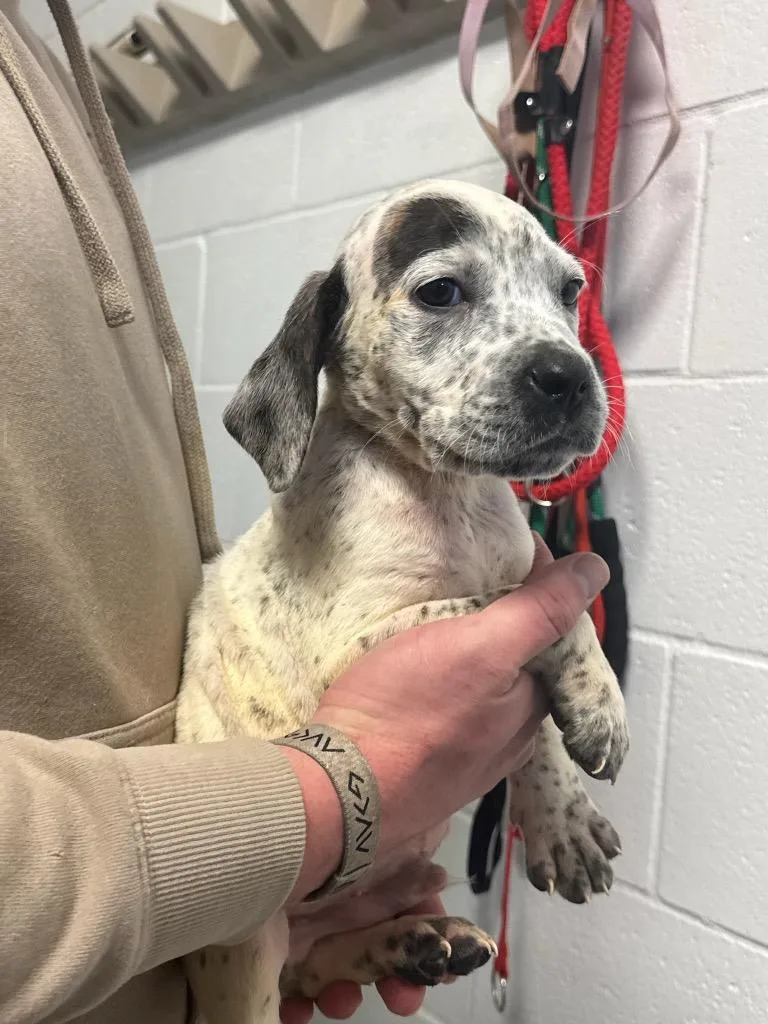 A young medium-sized male Hound dog named Pikaboo for adoption in Batesville, AR