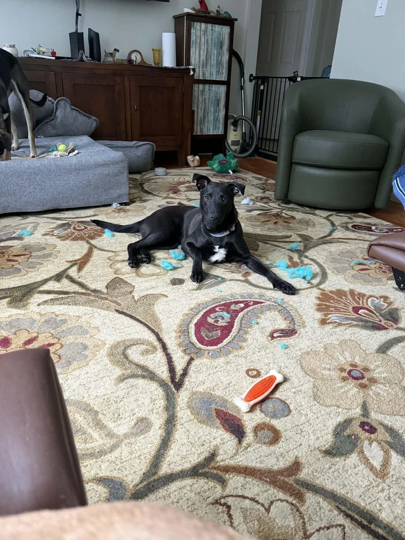 A young medium-sized male Shepherd dog named Kevin for adoption in Portland, ME