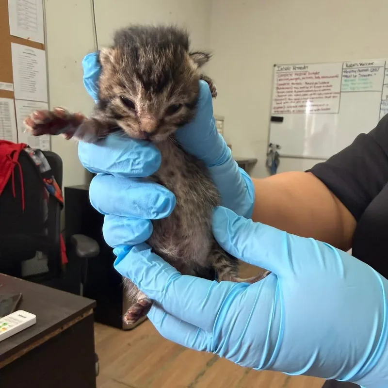 A baby small-sized male Brown / Chocolate Domestic Short Hair cat named Diego for adoption in Edinburg, TX