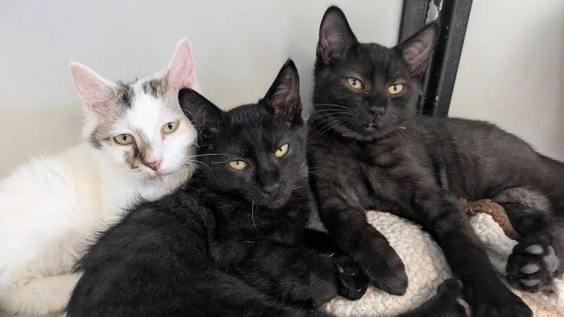 A baby medium-sized male Black Domestic Short Hair cat named Django for adoption in Eureka, CA