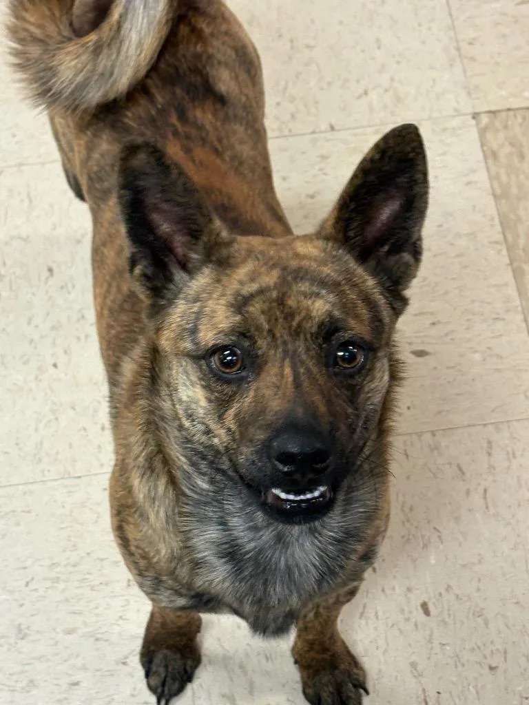 A young medium-sized male Mixed Breed dog named Bean for adoption in Rock Springs, WY
