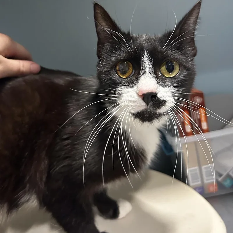 A young medium-sized female Black Domestic Short Hair cat named Cranberry for adoption in Chattanooga, TN