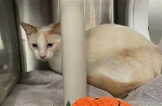 A young medium-sized female Domestic Short Hair cat named Bleu for adoption in Redlands, CA