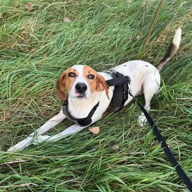 An adult medium-sized male Treeing Walker Coonhound dog named Buck for adoption in Minneapolis, MN