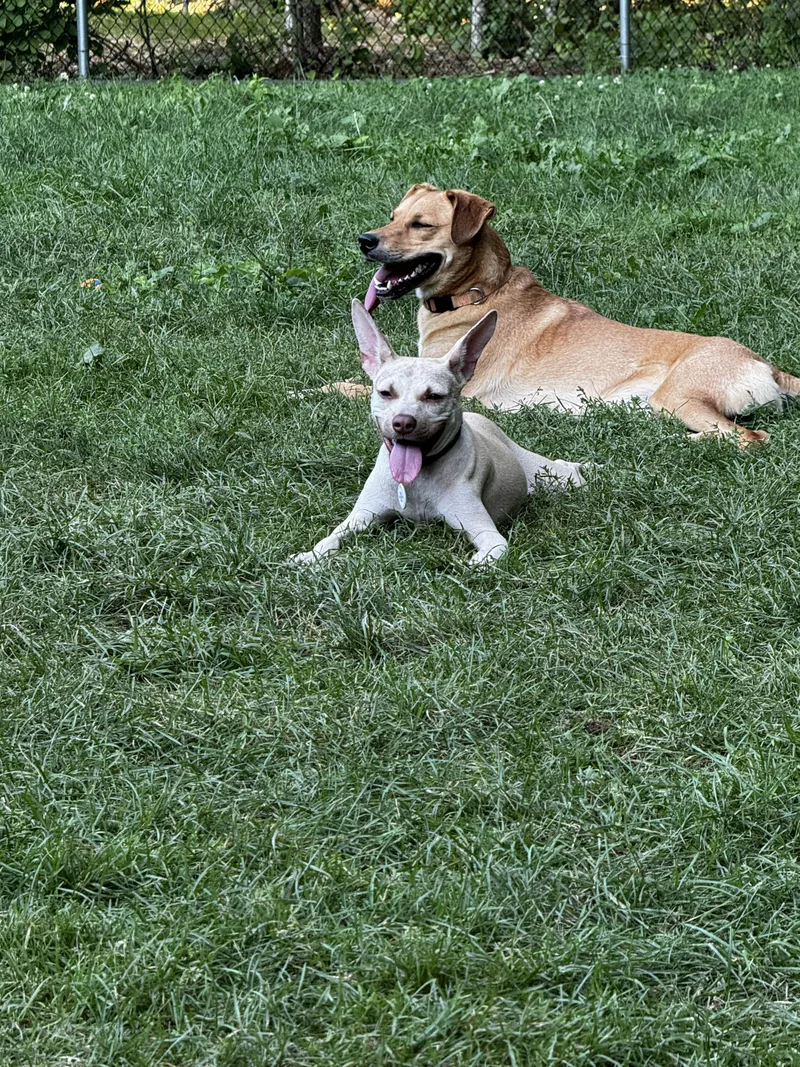 A baby medium-sized female Feist dog named Gretta for adoption in Portland, ME