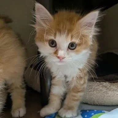 A baby small-sized male Orange / Red Domestic Medium Hair cat named Dreamsicle for adoption in Jeffersonville, IN