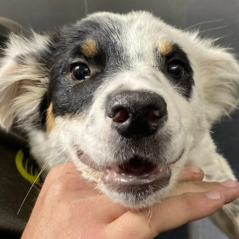 A baby medium-sized female Australian Cattle Dog / Blue Heeler dog named Dottie for adoption in Pagosa Springs, CO