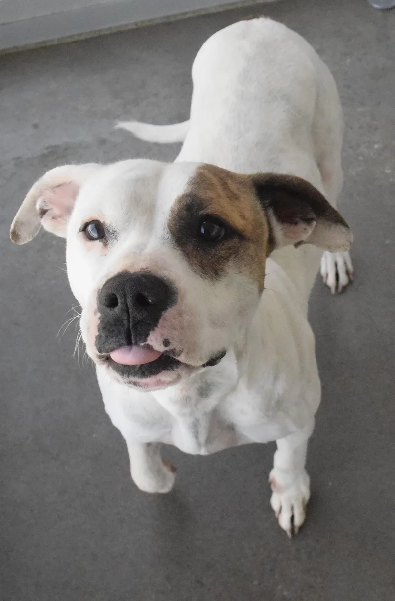 An adult medium-sized female White / Cream Pit Bull Terrier dog named #21994 for adoption in Broken Arrow, OK