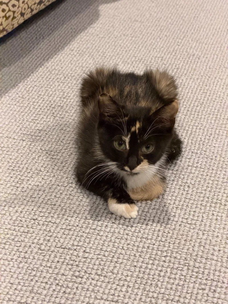 A baby small-sized female Calico Domestic Short Hair cat named Pippa for adoption in Raleigh, NC