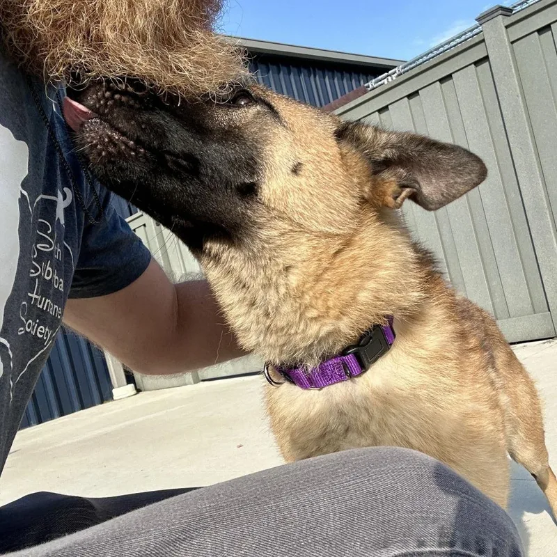 A young medium-sized female Belgian Shepherd / Malinois dog named Snickers for adoption in Matteson, IL