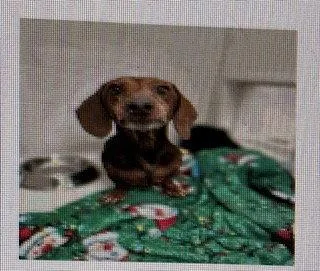 A senior small-sized female Dachshund dog named Love Bug Las for adoption in Los Angeles, CA