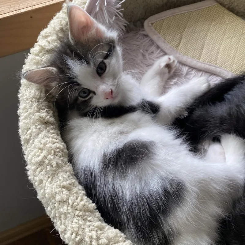 Pongo