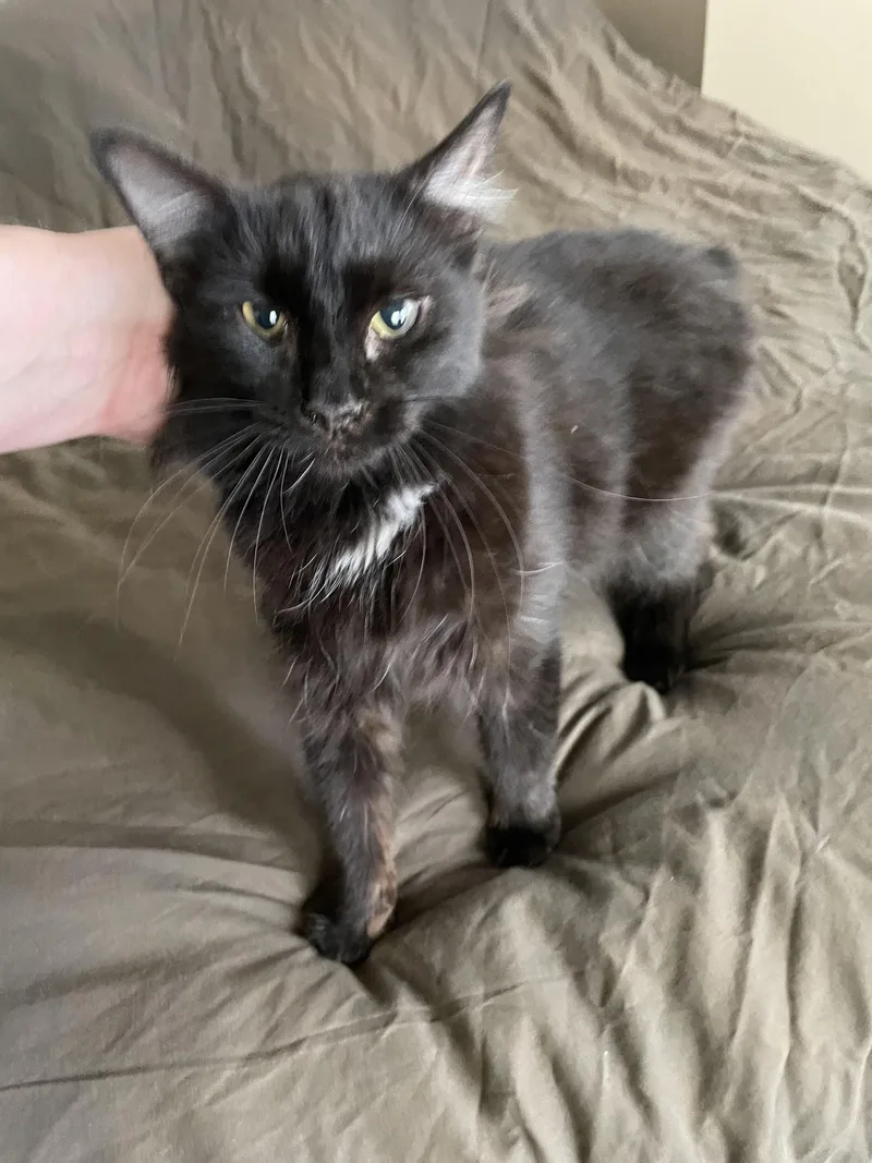 Contessaportofino Petsmart thumbnail 2