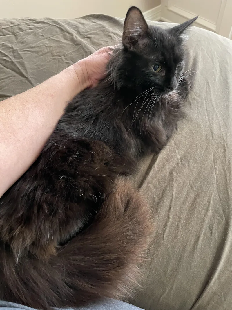 Contessaportofino Petsmart thumbnail 3