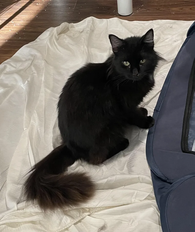 Contessaportofino Petsmart