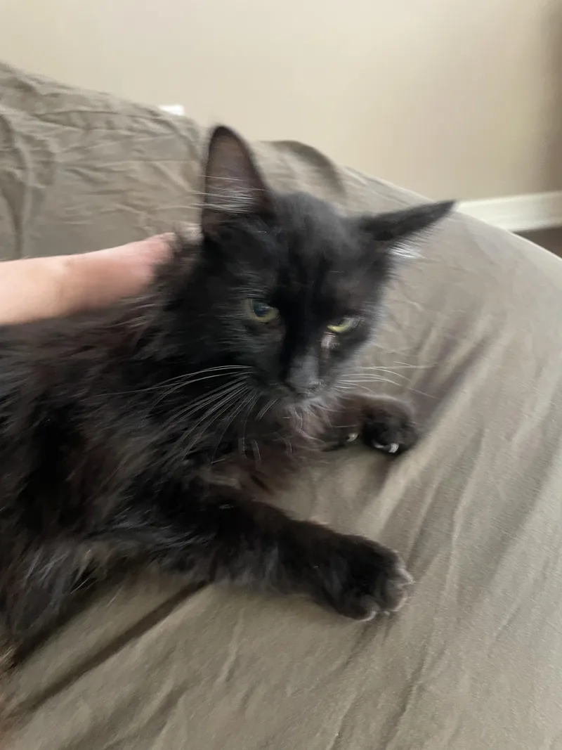 Contessaportofino Petsmart thumbnail 4