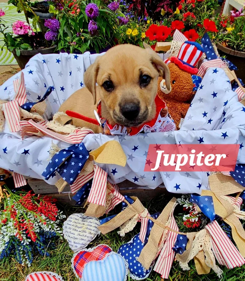 Jupiter thumbnail 4