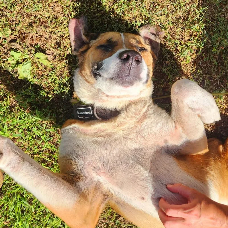 Bruno thumbnail 3