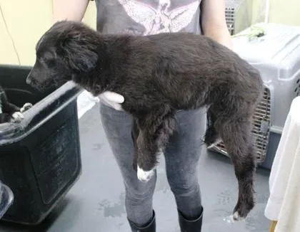 Zucchini thumbnail 2