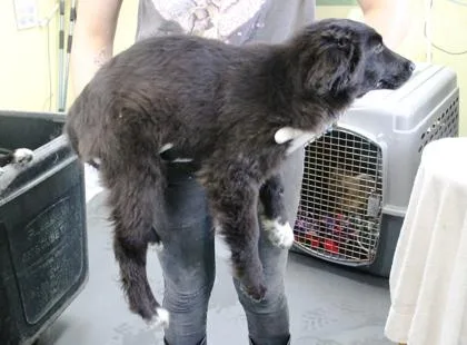 Zucchini thumbnail 3