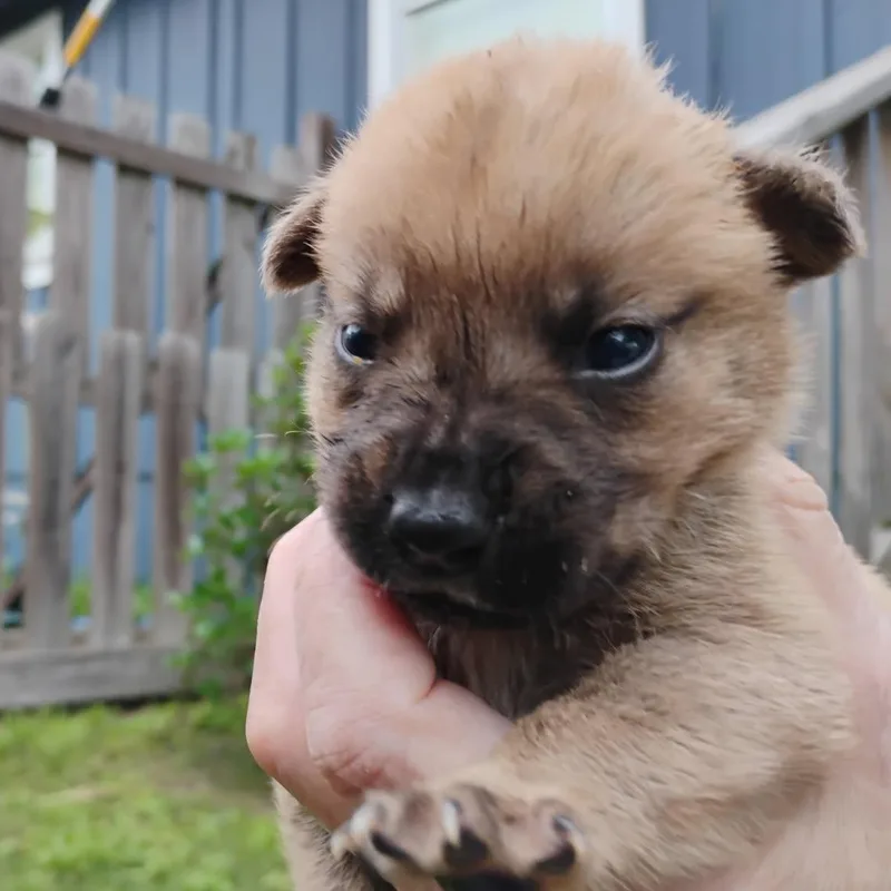 A baby medium-sized male Black Mixed Breed dog named Brutus for adoption in Brenham, TX