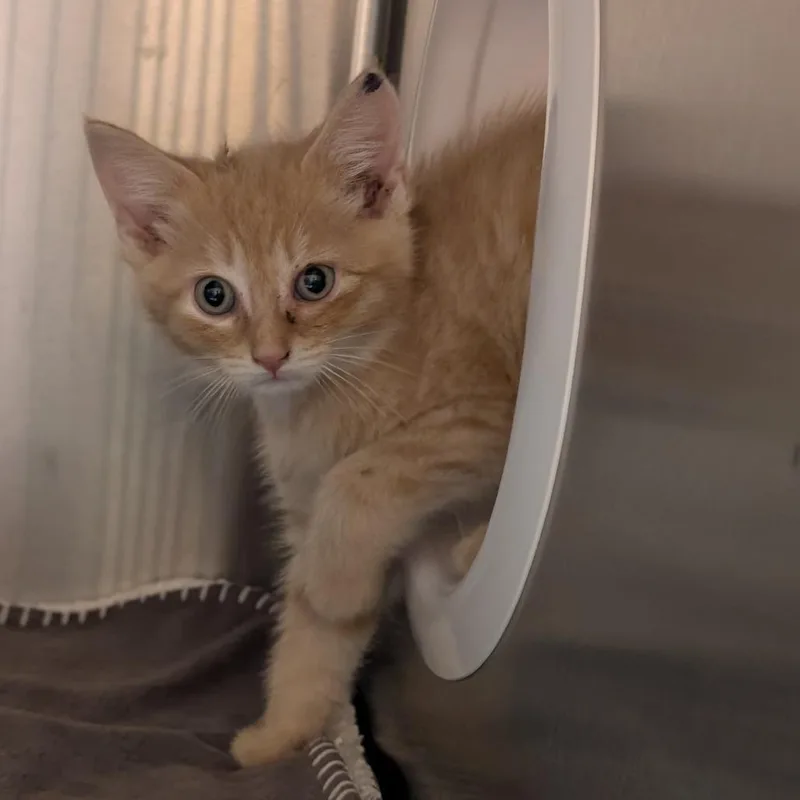 A baby small-sized male Orange / Red Domestic Short Hair cat named Heath Ledger for adoption in Pittsburgh, PA