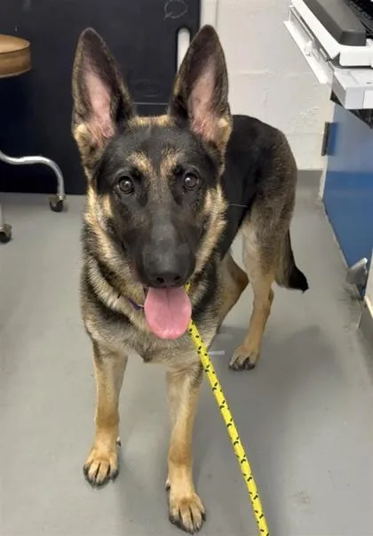 A young large-sized female German Shepherd Dog dog named Gemma for adoption in Seattle, WA