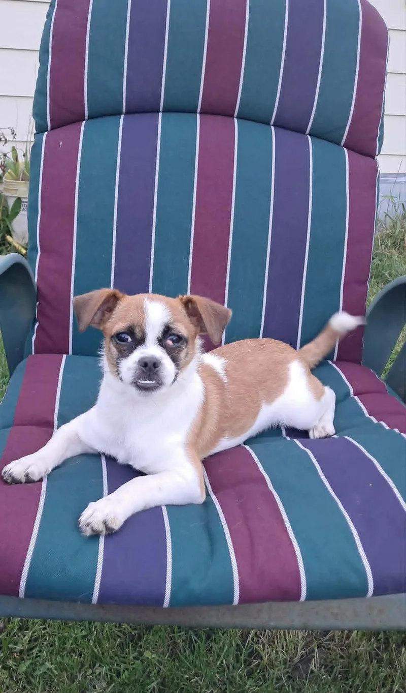 A baby small-sized female Chihuahua dog named Marigold for adoption in Mukwonago, WI