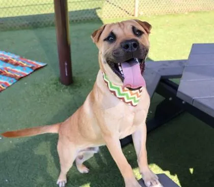 A young medium-sized male Mixed Breed dog named McGoo Project Homebound for adoption in Athens, GA